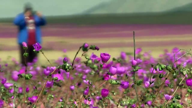 Inusuales lluvias hacen florecer el árido desierto de Atacama en Chile