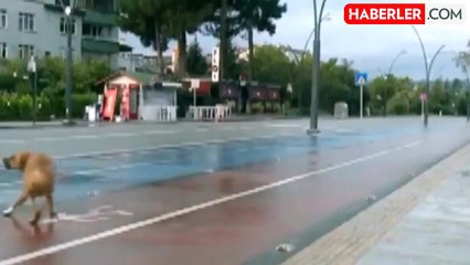 Düzenlemeden yeni detaylar! Köpek toplamayan belediye başkanına üç yıla kadar hapis