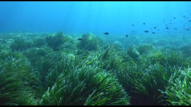 Biodiversità e mare, impegno E.ON con Summer School Energy4Blue