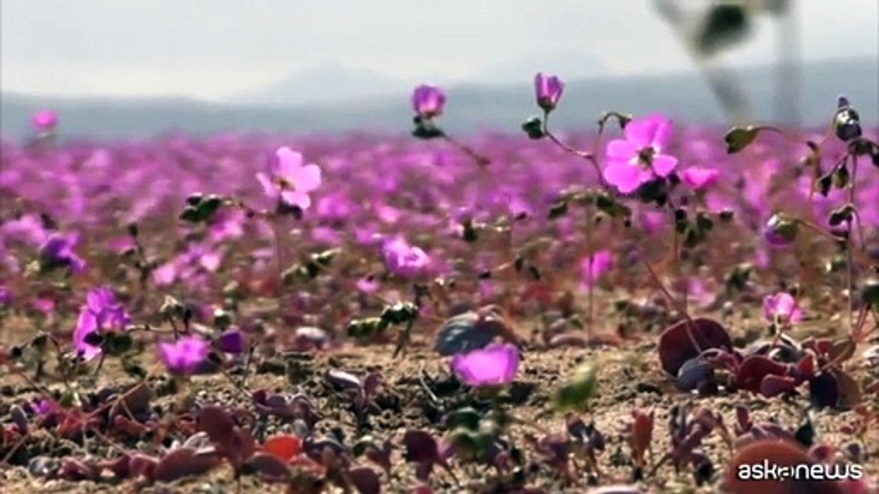 L'arido deserto di Atacama in Cile diventa un prato fiorito