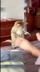 Kumpulan Hewan Lucu Part 13
