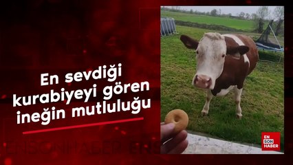 En sevdiği kurabiyeyi gören ineğin mutluluğu