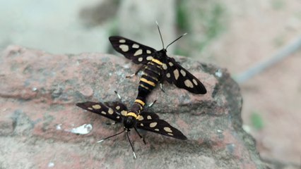 Man vs wild nature gift zin 113 Zumba fitness dance zin volume 113