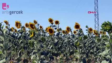 Sıcak hava ve kuraklık Edirne'de ayçiçeği tarlalarını kurutuyor: 'İklimler değişti, kış daraldı'