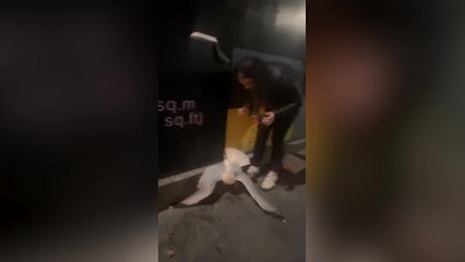 Woman on night out rescues stuck seagull stuck in bus stop