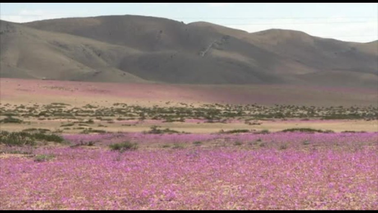 L'arido deserto di Atacama in Cile diventa un prato fiorito