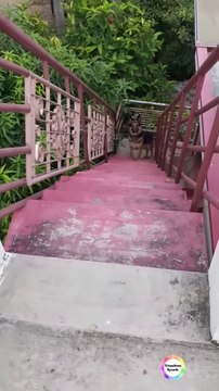 Dogs German Shepherd| #Pets #animals