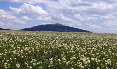 Sarıkamış her mevsim ayrı güzel! Çiçeklerle beyaza büründü