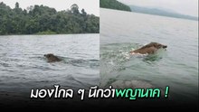 ตัวอะไรกลางน้ำ ไม่คิดว่าจะว่ายน้ำได้ แต่ว่ายอย่างทึ่ง ข้องใจตามส่องจนขึ้นบก