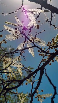 mixkit-tree-with-yellow-flowers-1173-full-hd