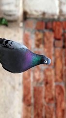 Transitionsssss part 7 --_._Updated this one again__.__hellofrom _folkscenery _filmmaker _filmmaking _travel _cinematic _cinematicvideo _videography _electric_shotz _moods_in_frame _roamtheplanet _earth_deluxe _travel _travelvideo _igreel _e(