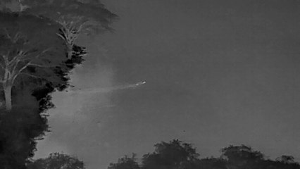 Record-breaking swim by lion brothers across croc-infested river