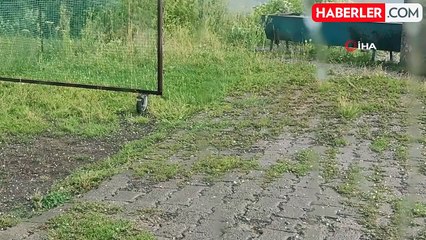 Ardahan'da sağanak ve dolu yağışı etkili oldu