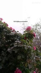 Daily motion songs like and share my id