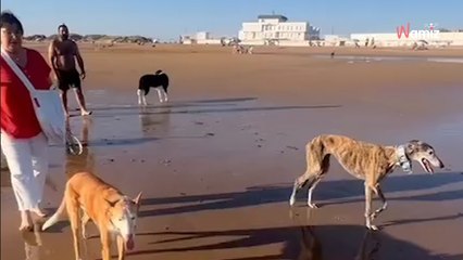 Cádiz por fin tiene playa para perros: la playa canina de Torregorda, guía completa