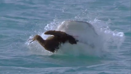 Animal Documentary - Birds VS Sharks