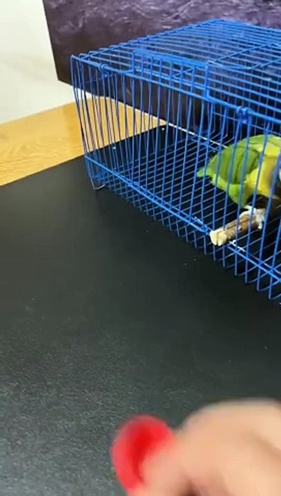 Funny videos