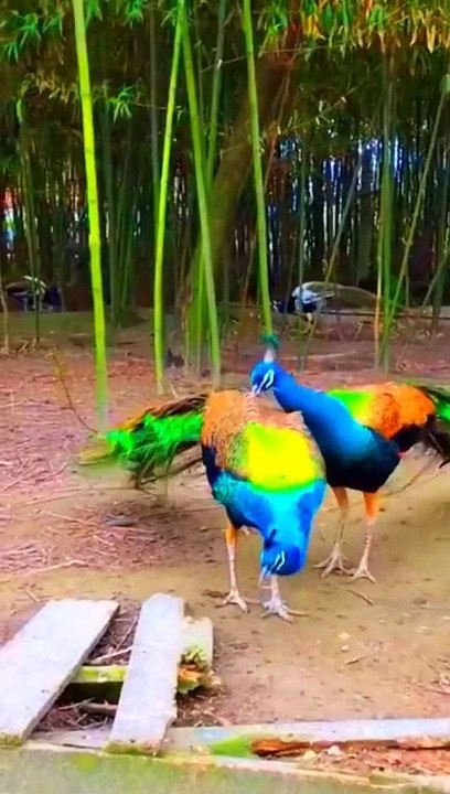 Funny videos