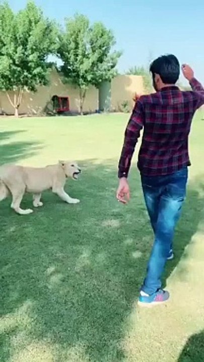 White lion