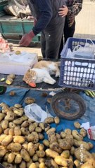 Cute Cat says It's time to Take a Nap