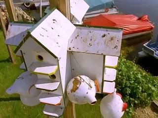 The Life of Birds: Discover Their Incredible Endurance Limits 🦅