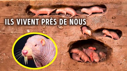 Cette Créature Est Le Super-Héros Le Plus Étrange De La Nature