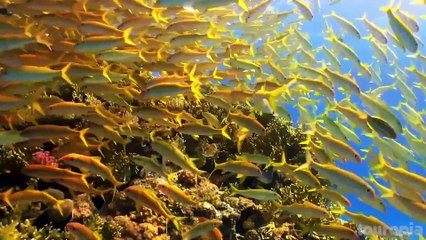 Discover the Top Must-Visit Destinations in Egypt 🇪🇬