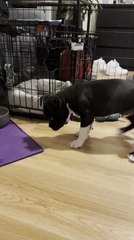 Excited Puppy Keeps Disobeying Command to Eat From His Bowl