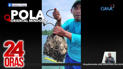 Naglalakihang talaba, nahuli ng mangingisda sa Pola, Oriental Mindoro | 24 Oras