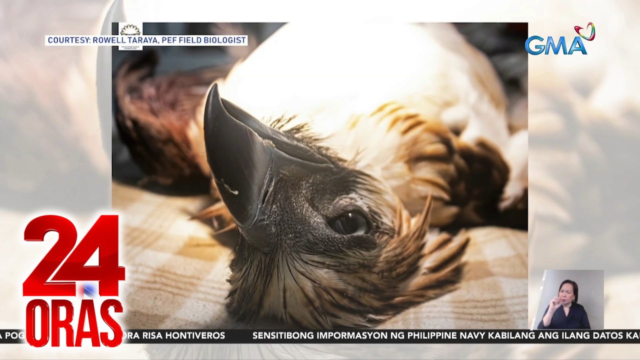 Philippine Eagle, nasawi matapos umanong barilin ng hinihinalang improvised marble gun | 24 Oras