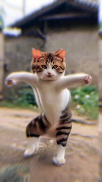 Dancing Cat