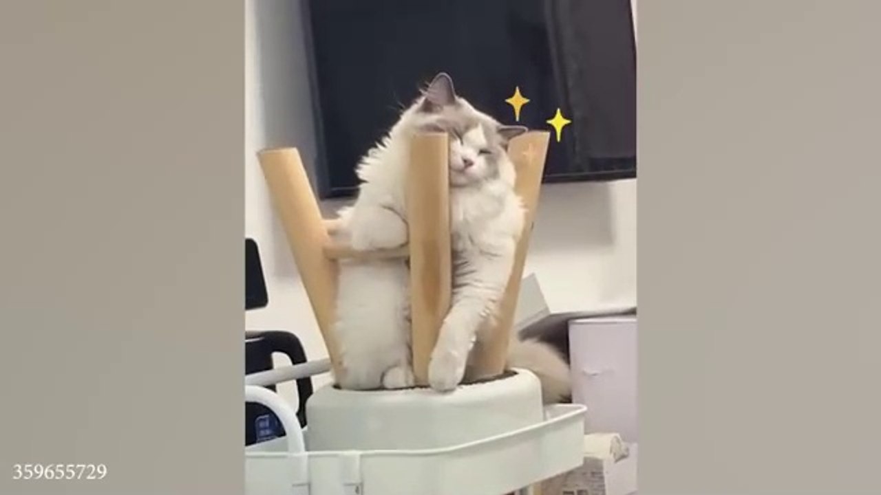 When_your_cat_is_a_master_of_relaxation_Funny_Cat_Video_2024
