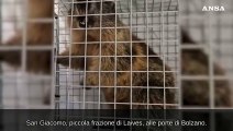 Marmotta in un supermercato, catturata e liberata in montagna