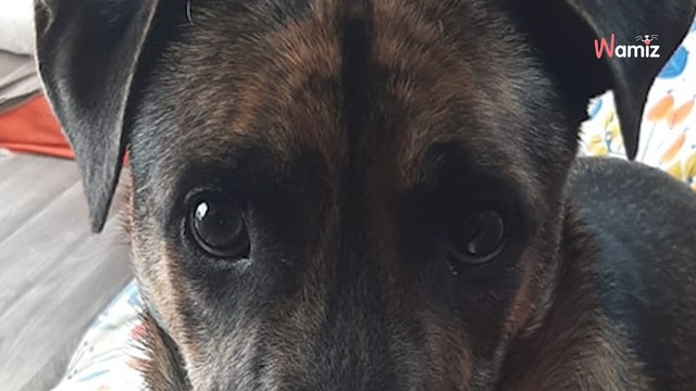 Trouvé attaché à un arbre en pleine forêt lorsqu'il était chiot, ce chien a dû apprendre à côtoyer les humains