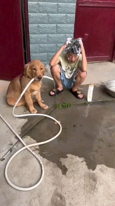 Best dogs in the world 