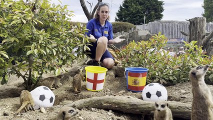 Sussex's 'Mystic Meerkats' predict Euro final outcome