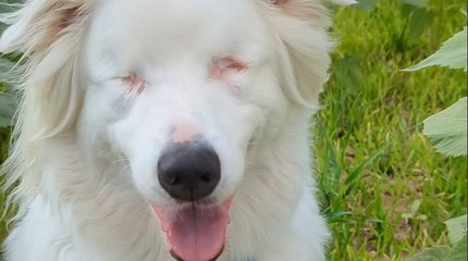 Ce chiot né sourd devient aveugle à cause d'une reproduction interdite en France : elle mène un combat sans faille (vidéo)