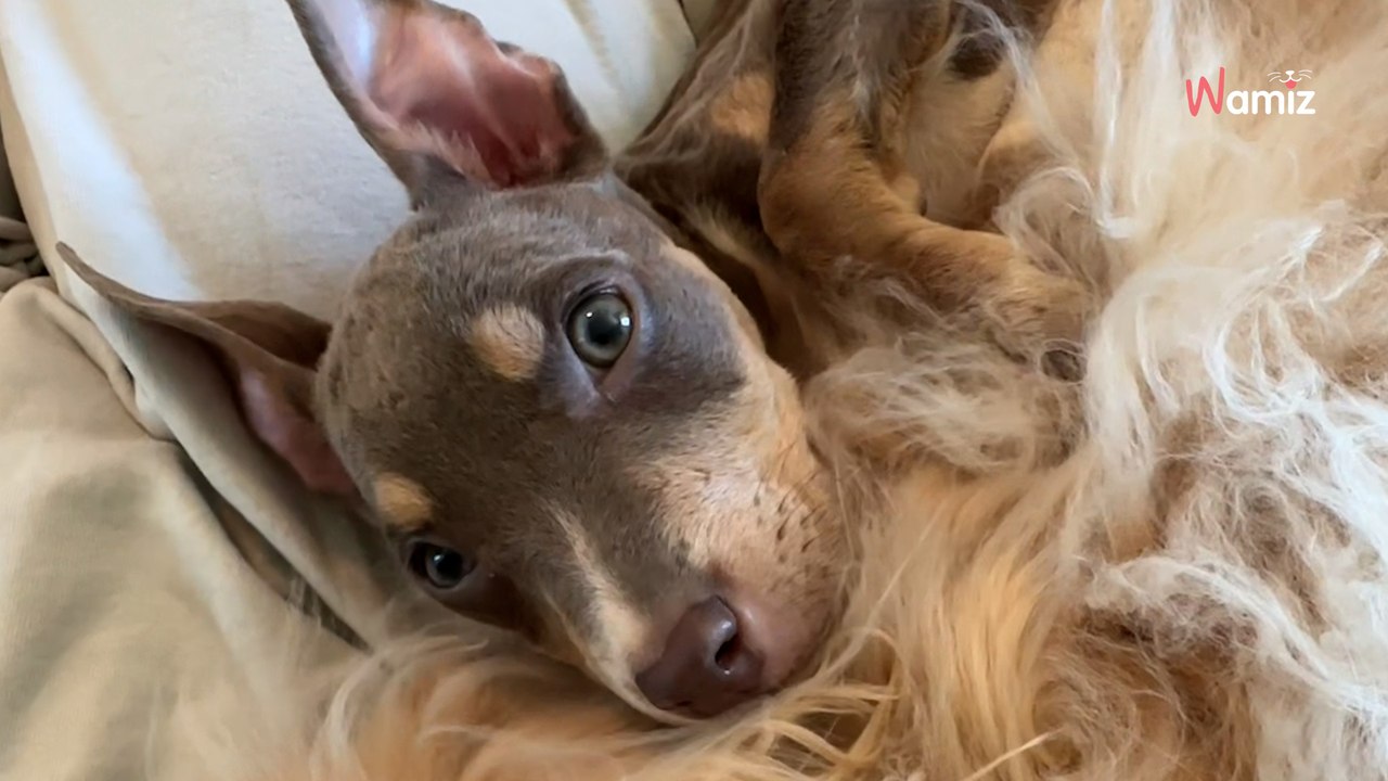 Welpe fast verhungert: Als er einen Golden Retriever trifft, schlagen alle Herzen höher (Video)