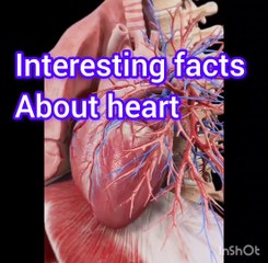 Interesting facts of human heart