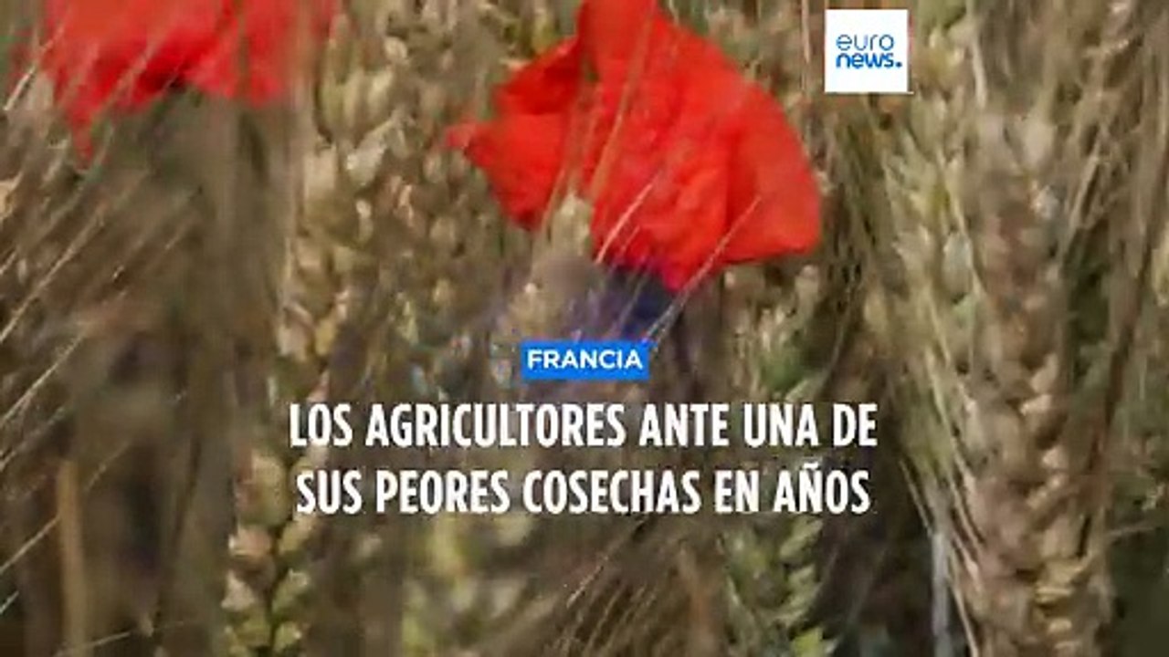Los agricultores franceses, devastados por el mal tiempo: pérdidas de cosechas y destrozos