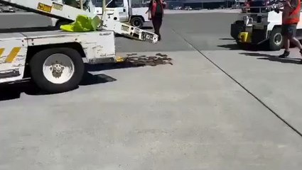 Des séquences vidéo ont capturé des dizaines d'anguilles d'un demi-mètre de long glissant hors d'un conteneur cassé et atterrissant au sol à l'aéroport international de Vancouver.