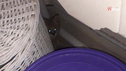 Woman hears hissing in the laundry room and finds two eyes shining in the dark