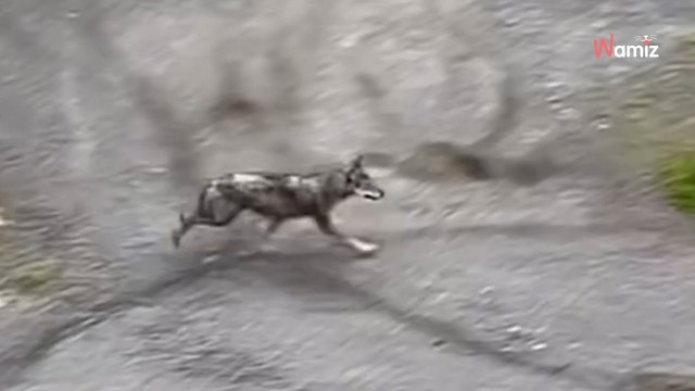 Anwohner sieht Hund am Bahnübergang: Als der Zug einfährt, verschlägt es ihm den Atem