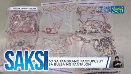 Lalaki, bistado sa tangkang pagpupuslit ng 104 ahas sa bulsa ng pantalon | Saksi
