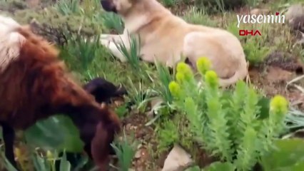 Sadık köpek görevini aksatmadı! Erzurum'da doğum yapan koyunun başında bekledi