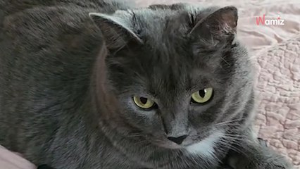 Le chat s'approche du dernier objet laissé par son père décédé : 5M de personnes fondent en larmes (vidéo)