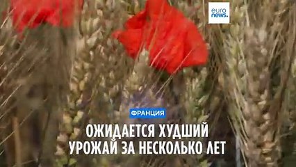 Во Франции ожидают худший урожай за несколько лет