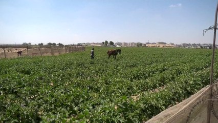 مزارع غزة أطلال تحت الجرافات الإسرائيلية.. ومستقبل الزراعة في القطاع مهدد لسنوات