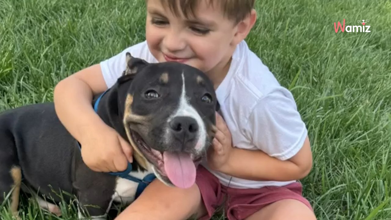 Traurige Diagnose für Welpen: Helferin gibt alles