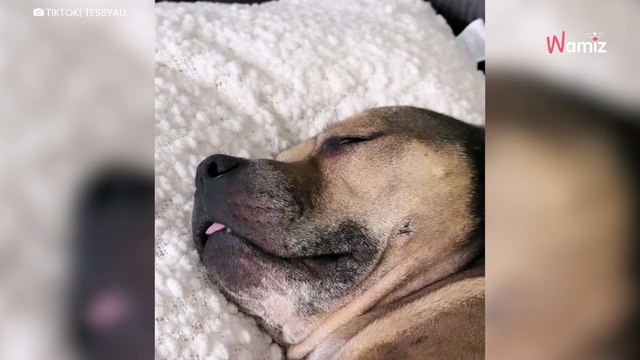 Hund wacht auf und denkt, er ist allein: Tausende fühlen mit ihm